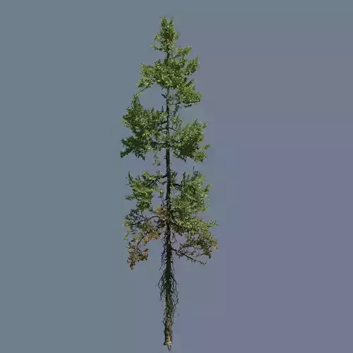 High quality Fir tree 10 3D model