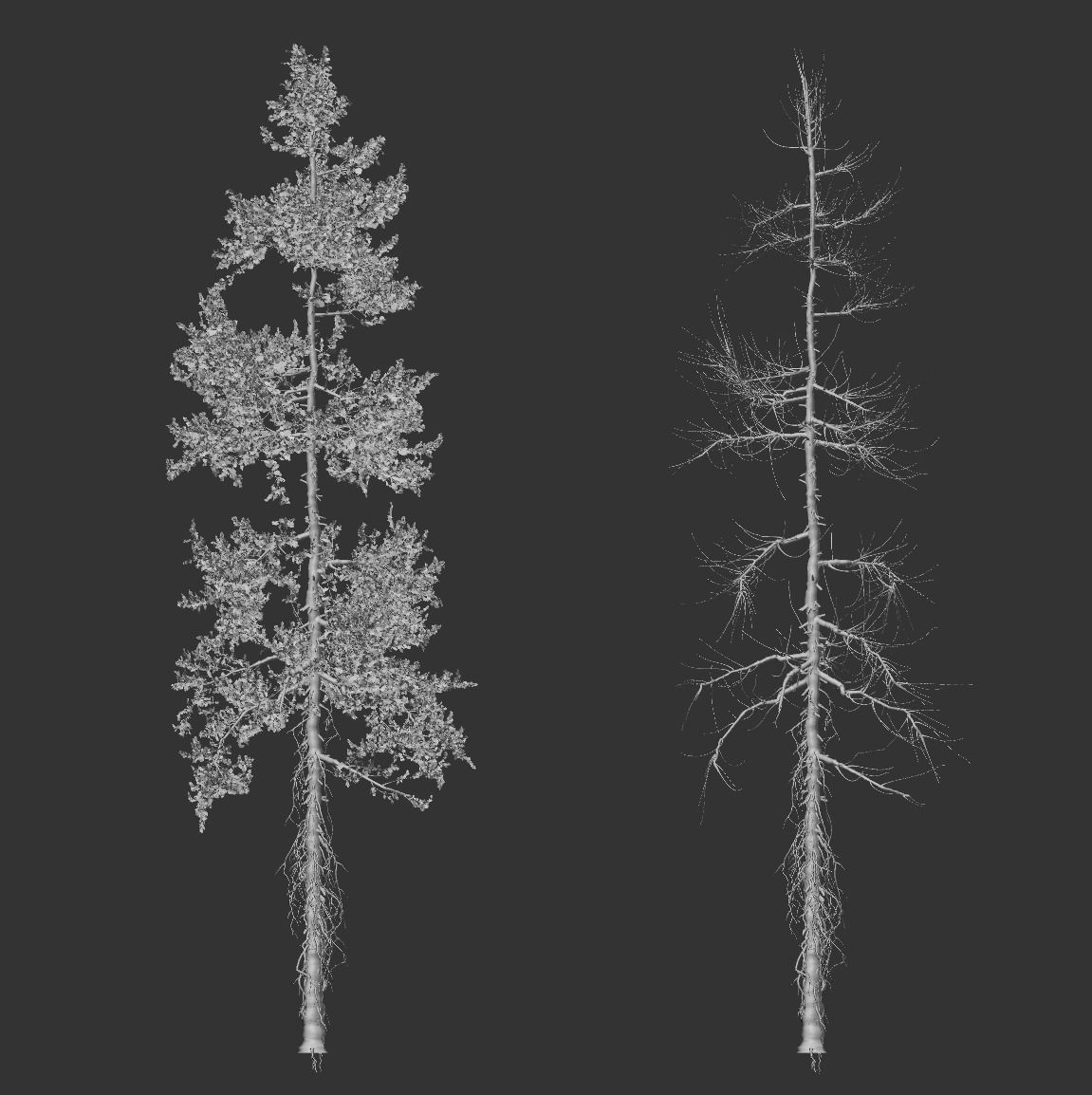 High quality Fir tree 10 3D model_4