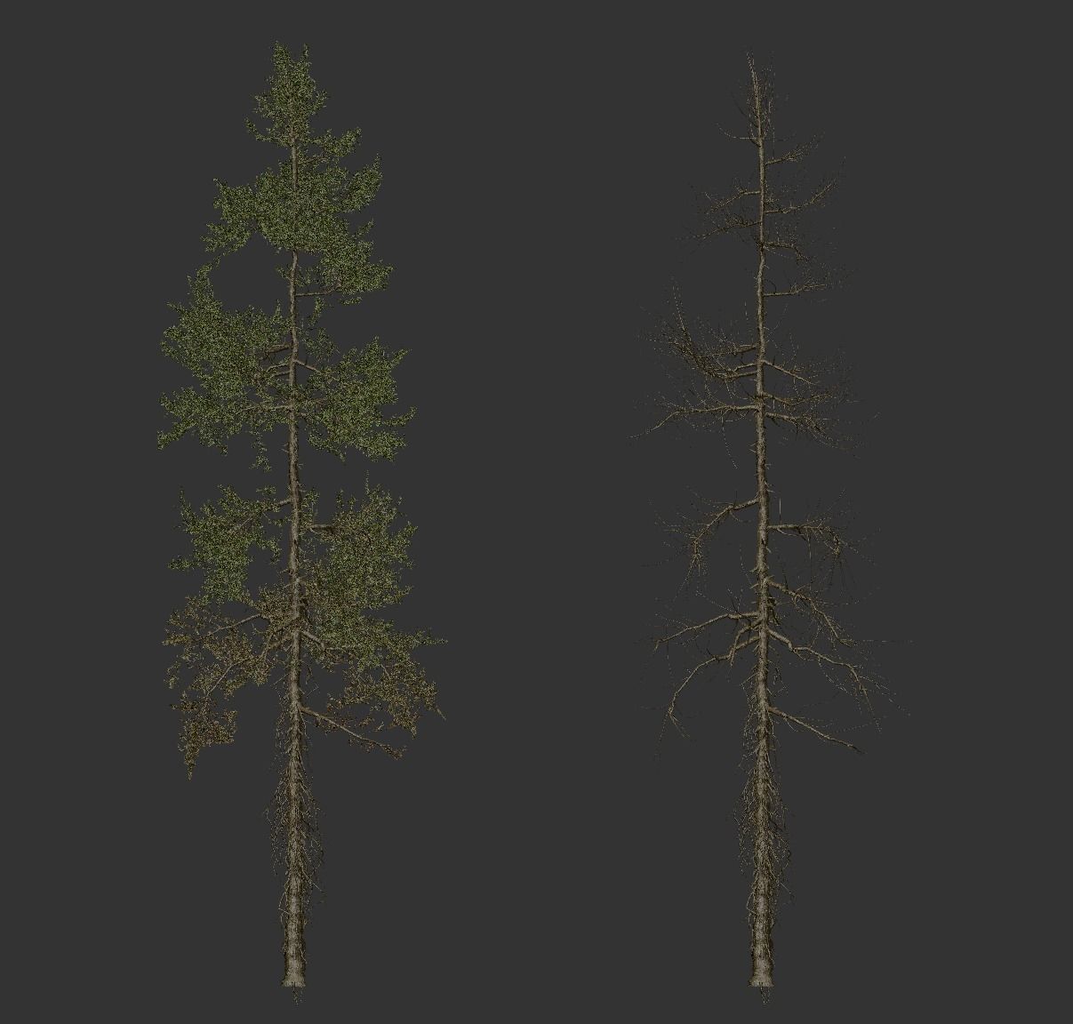 High quality Fir tree 10 3D model_3