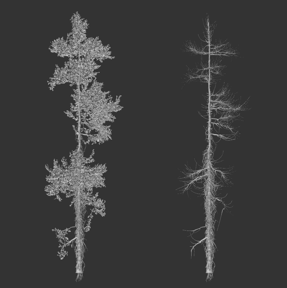 High quality Fir tree 12 3D model_4