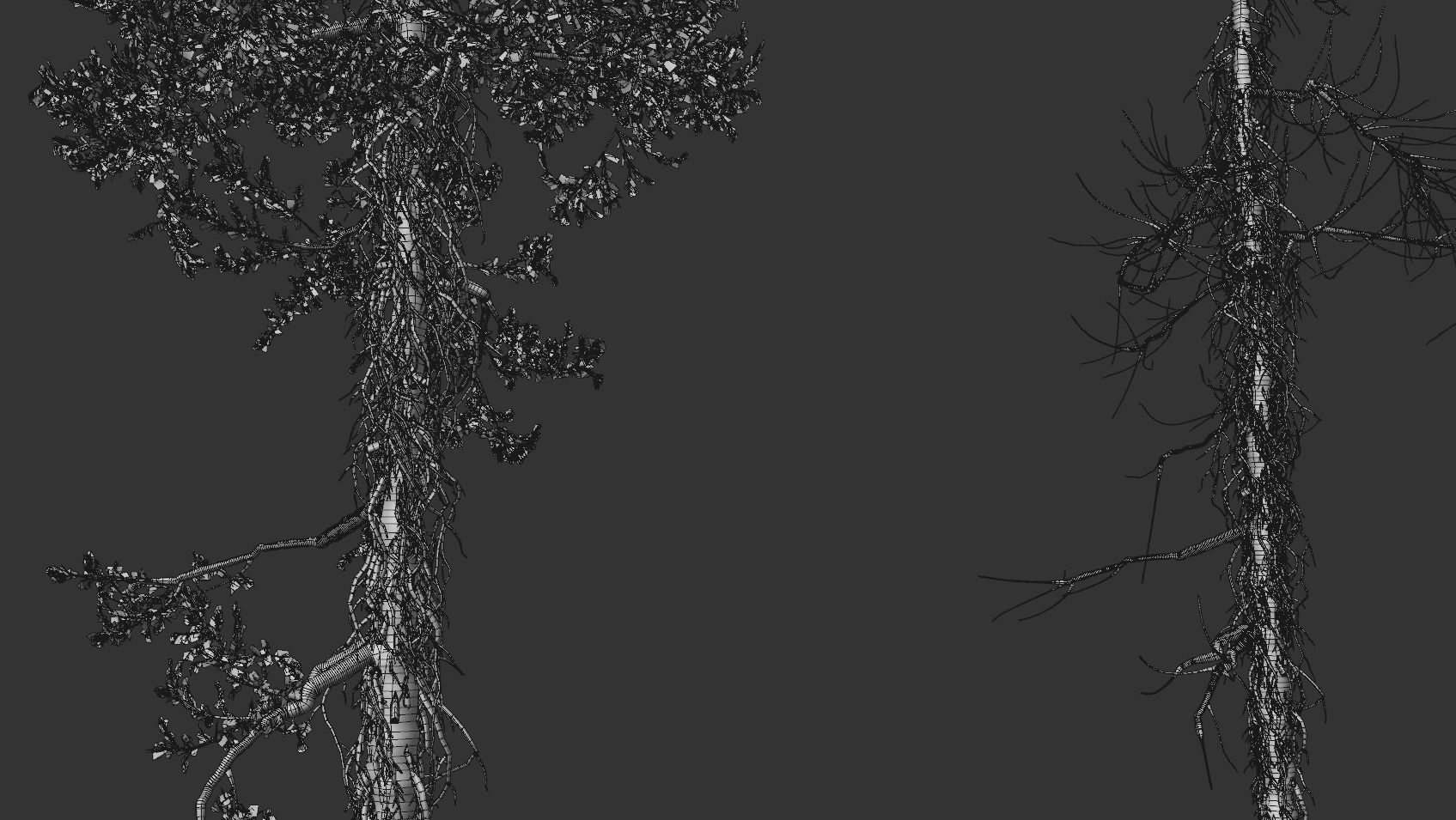 High quality Fir tree 12 3D model_5