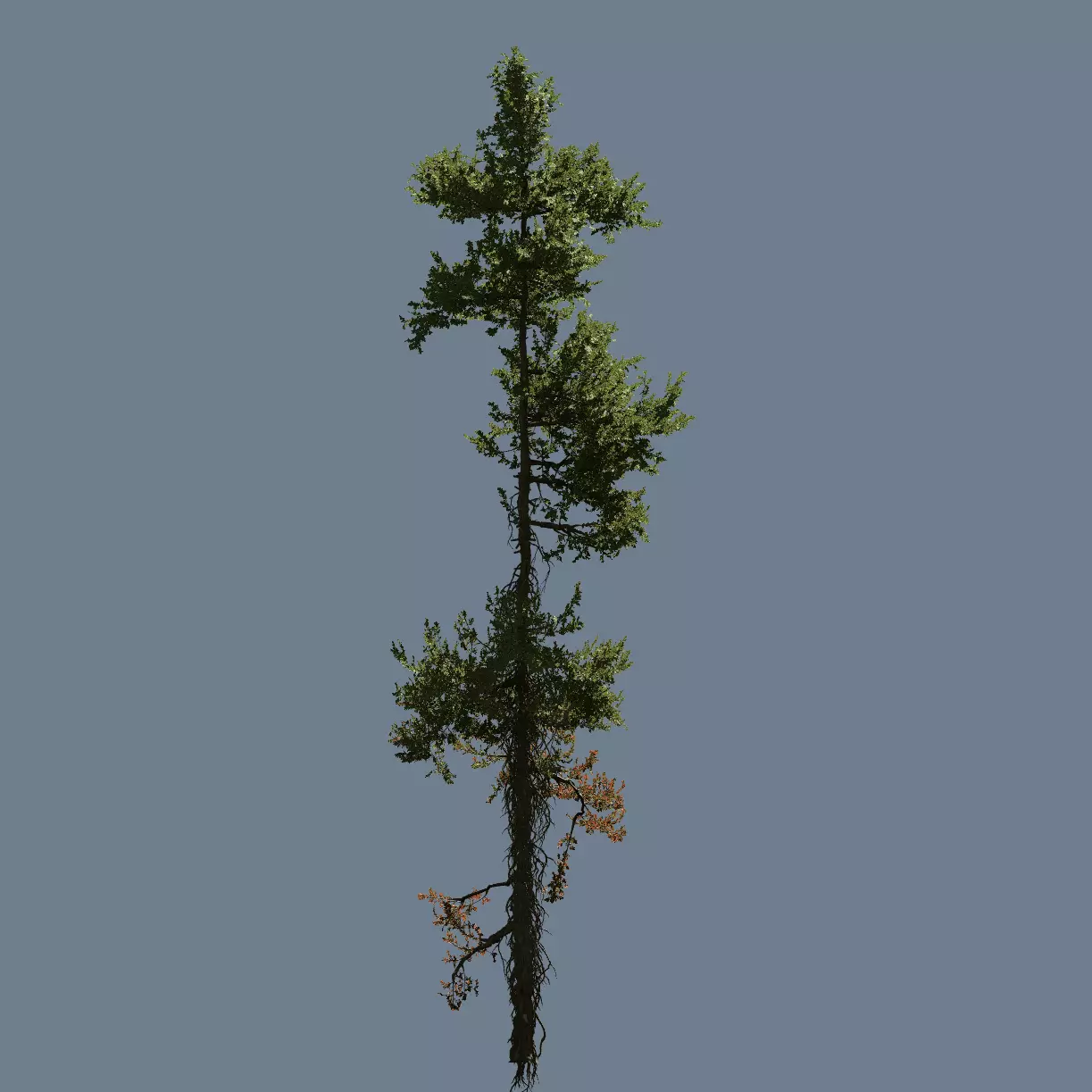 High quality Fir tree 12 3D model_0