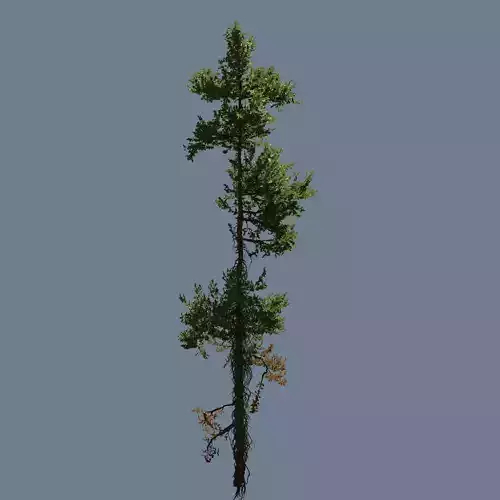 High quality Fir tree 12 3D model