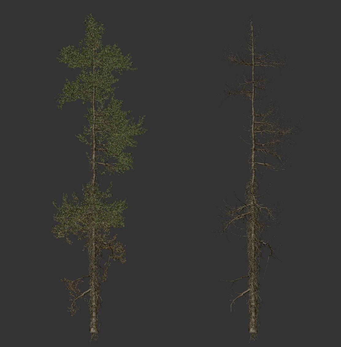 High quality Fir tree 12 3D model_3