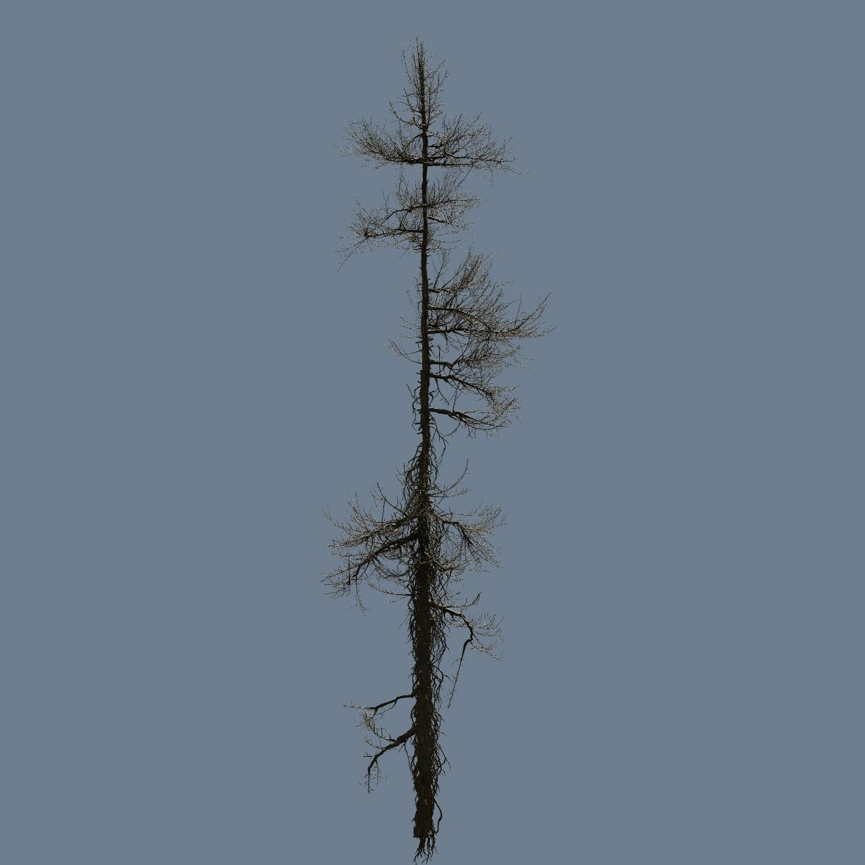 High quality Fir tree 12 3D model_2