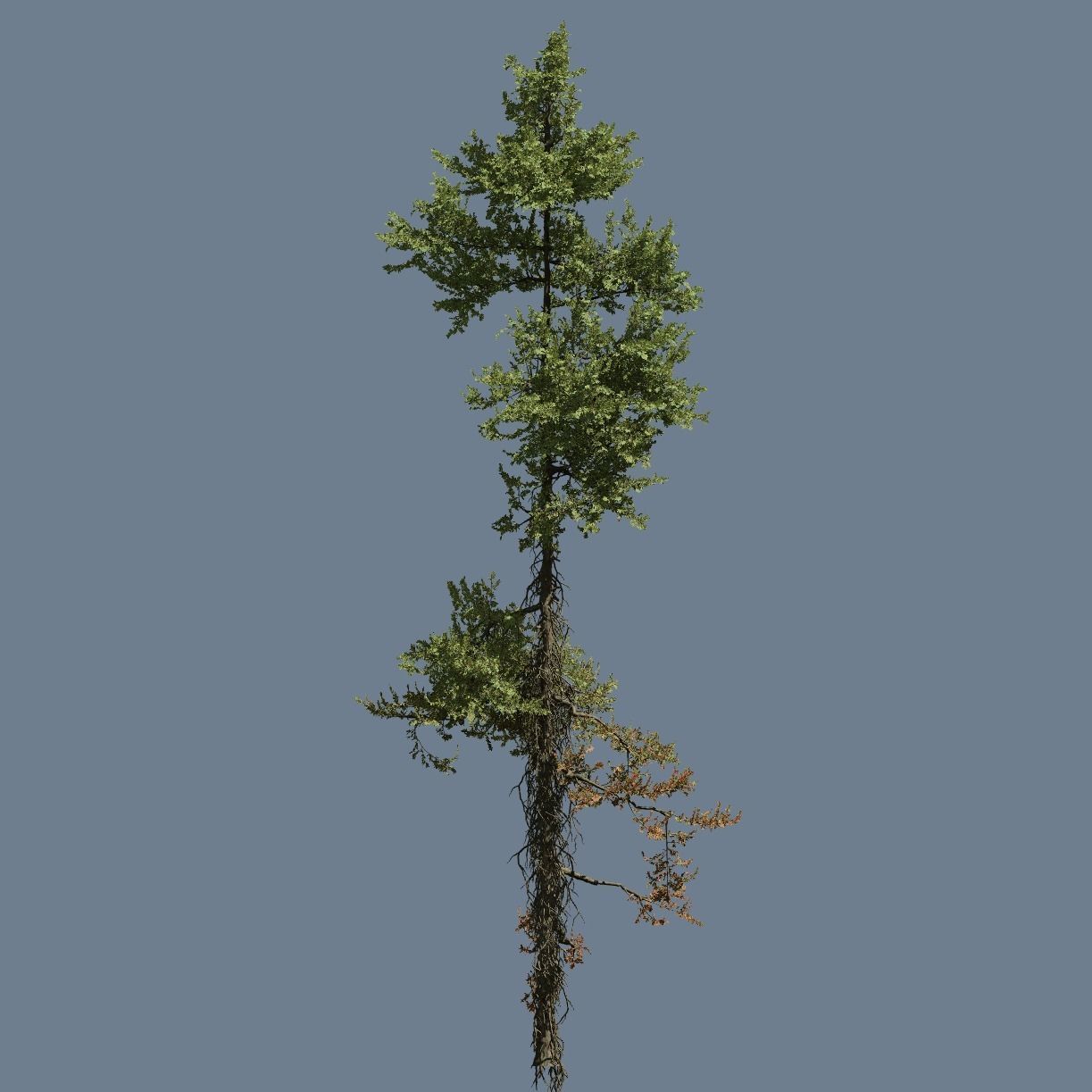 High quality Fir tree 12 3D model_1