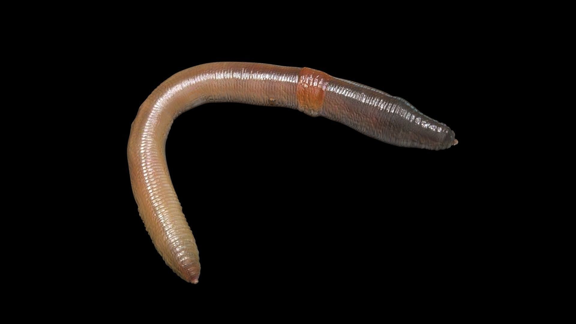 Earthworm 3D model_7