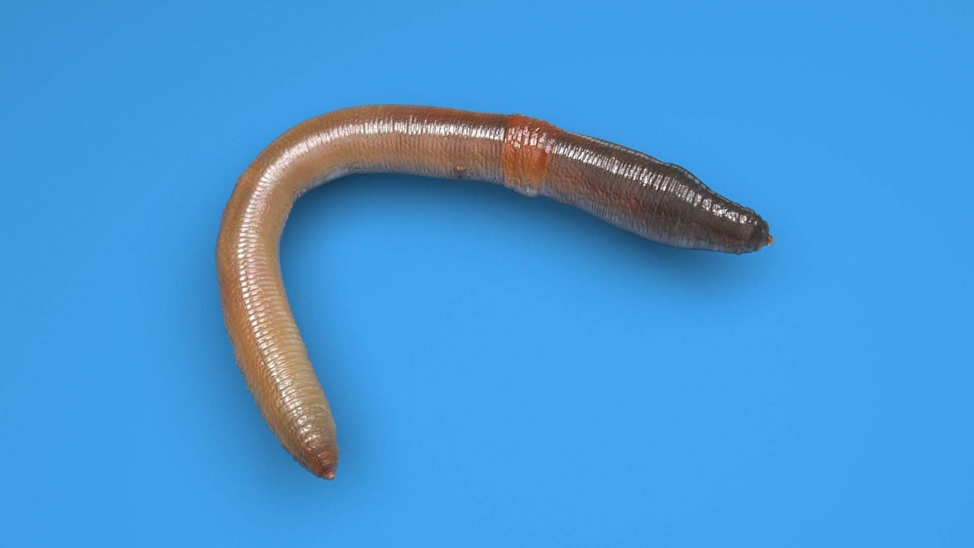 Earthworm 3D model_6