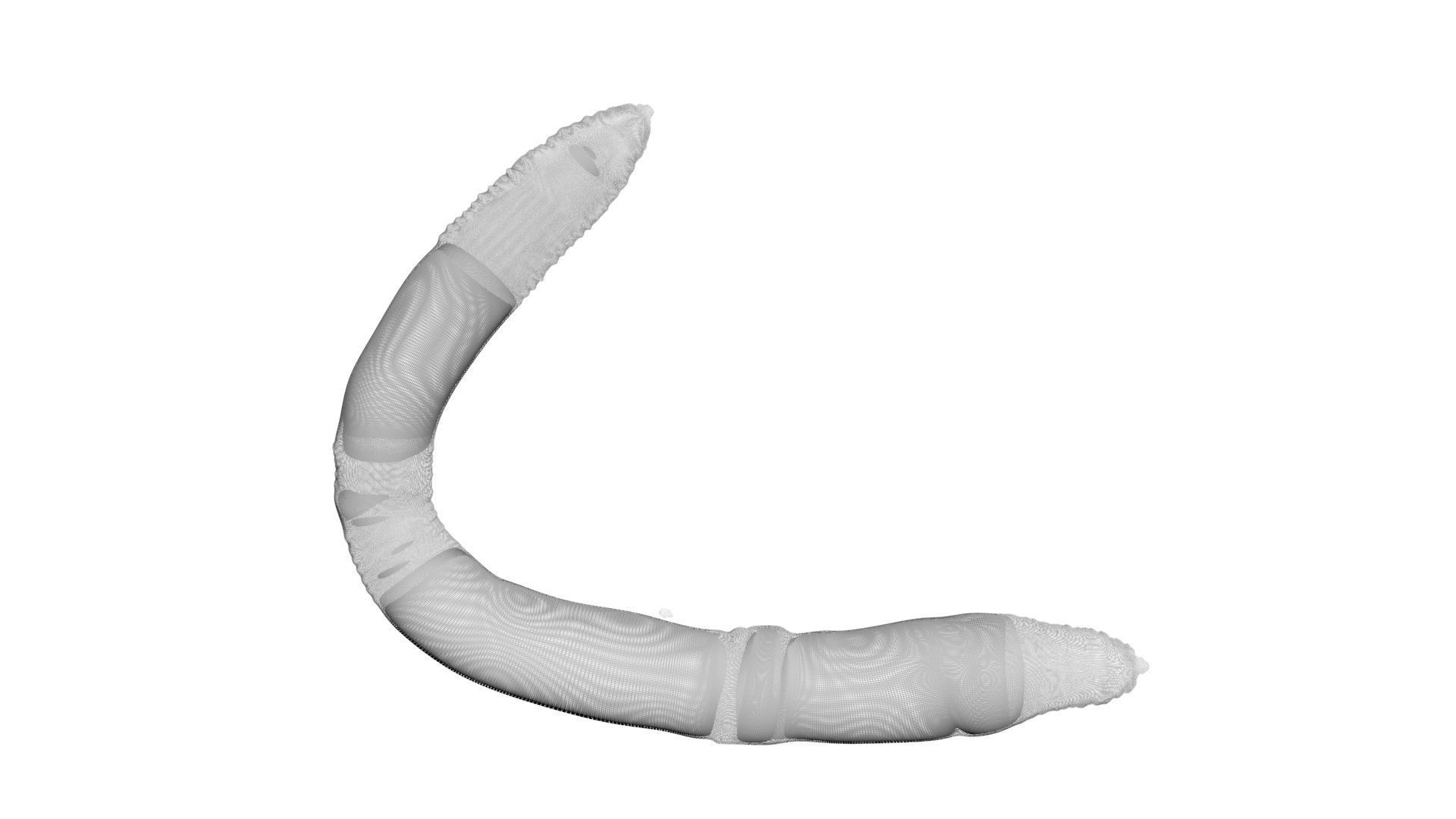 Earthworm 3D model_18