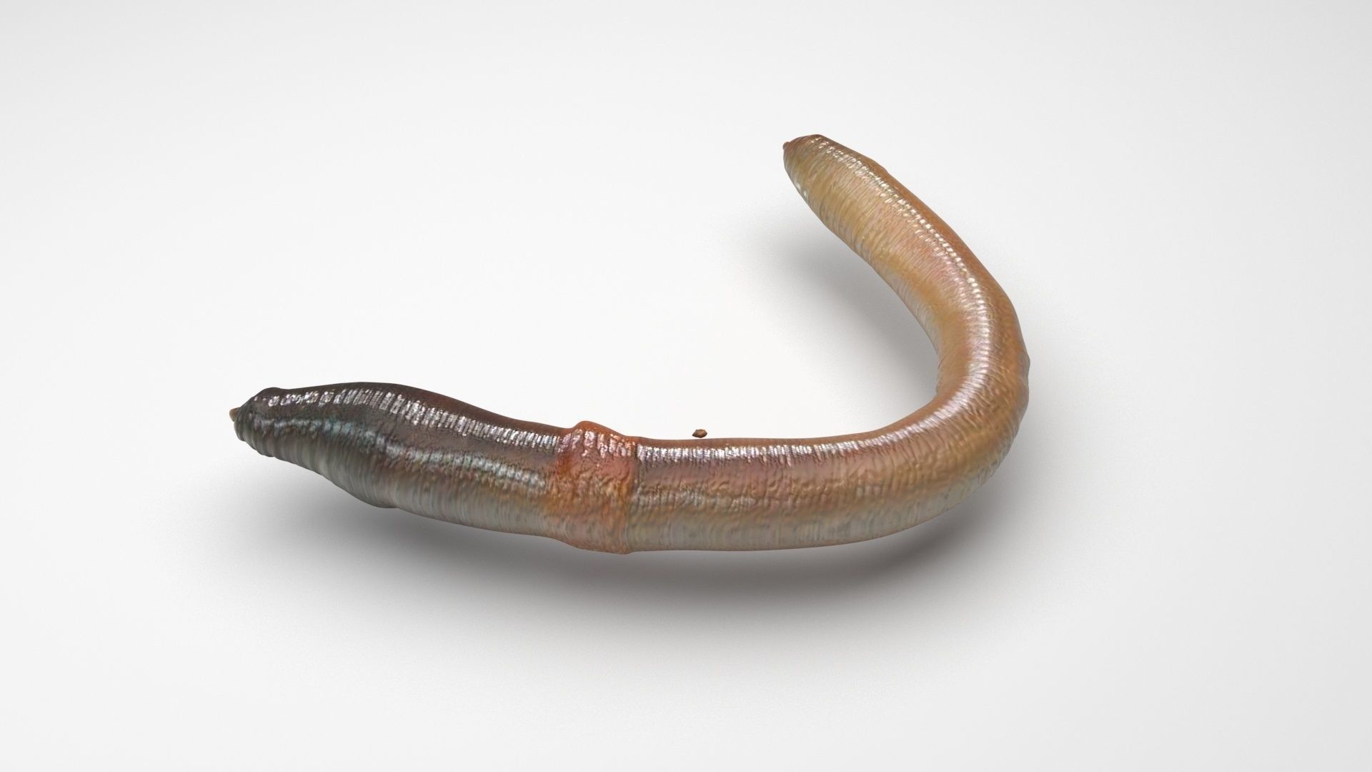 Earthworm 3D model_2