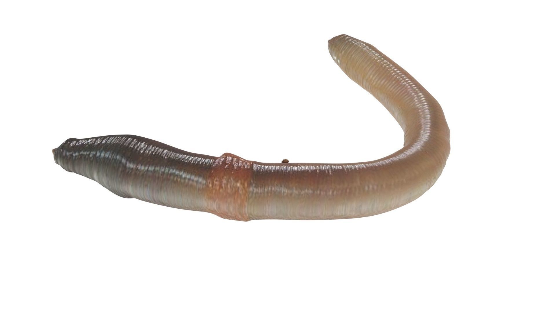 Earthworm 3D model_10