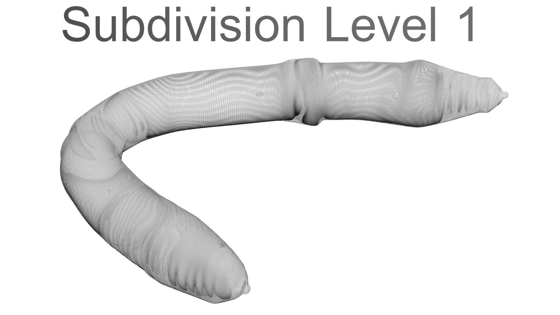Earthworm 3D model_20