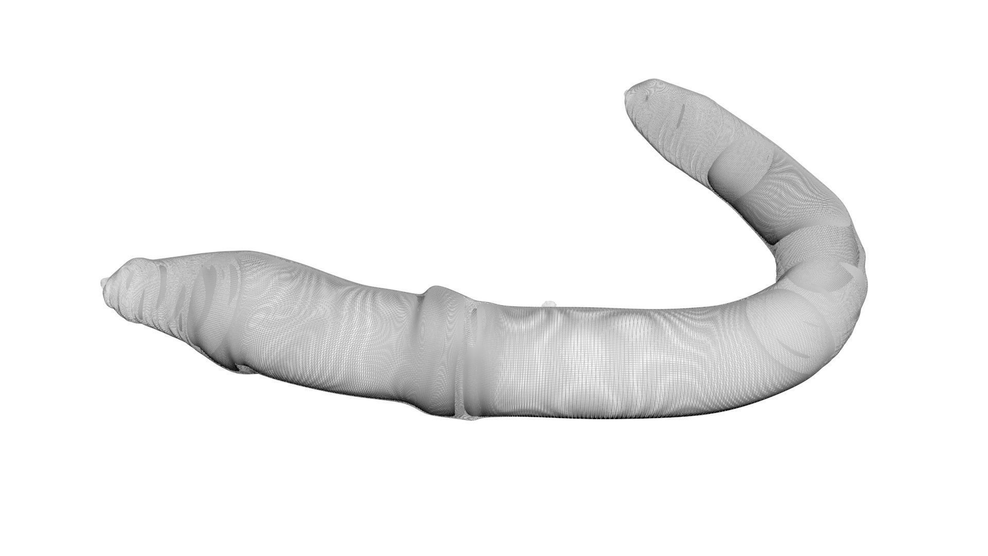 Earthworm 3D model_16