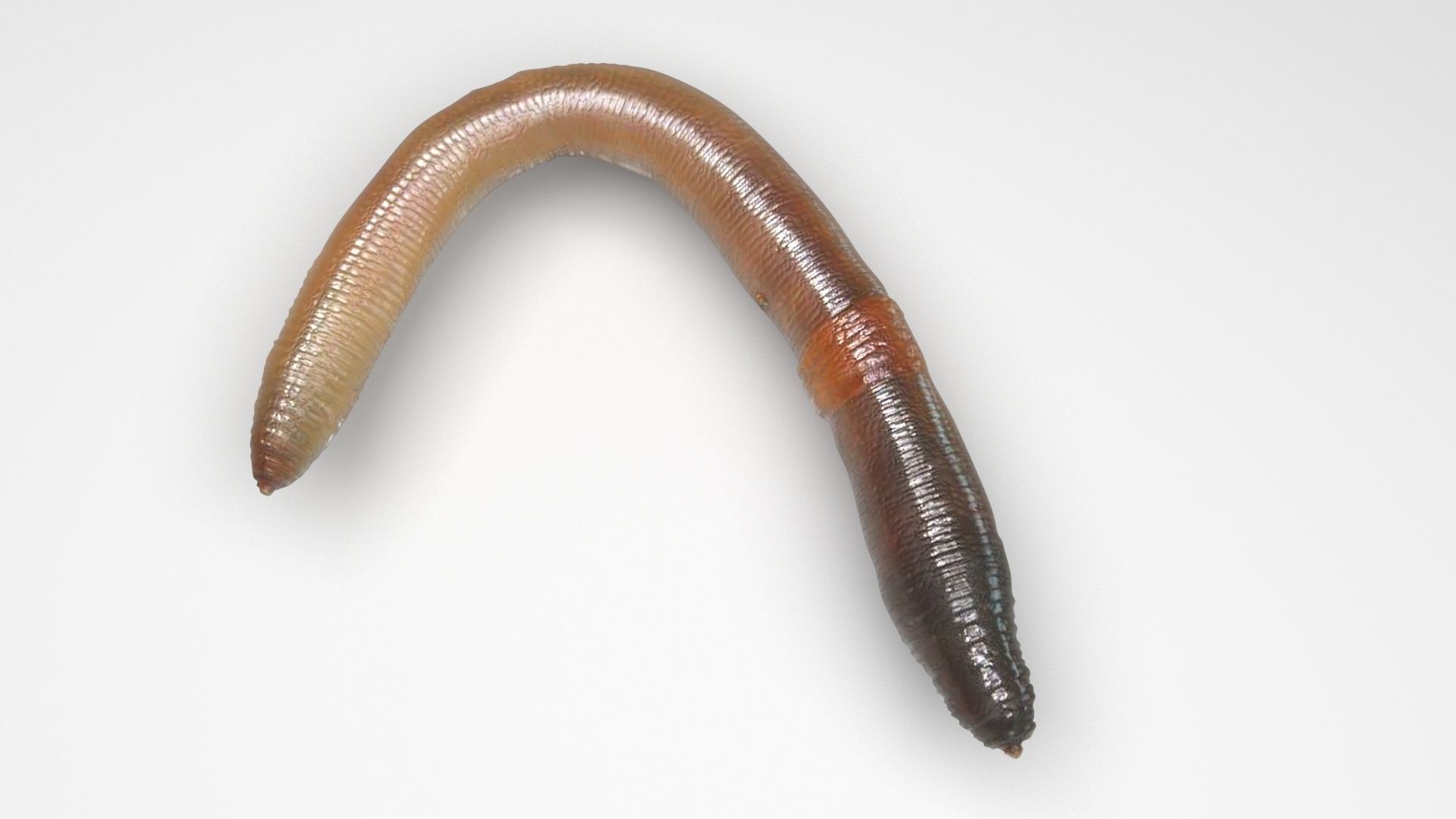 Earthworm 3D model_1