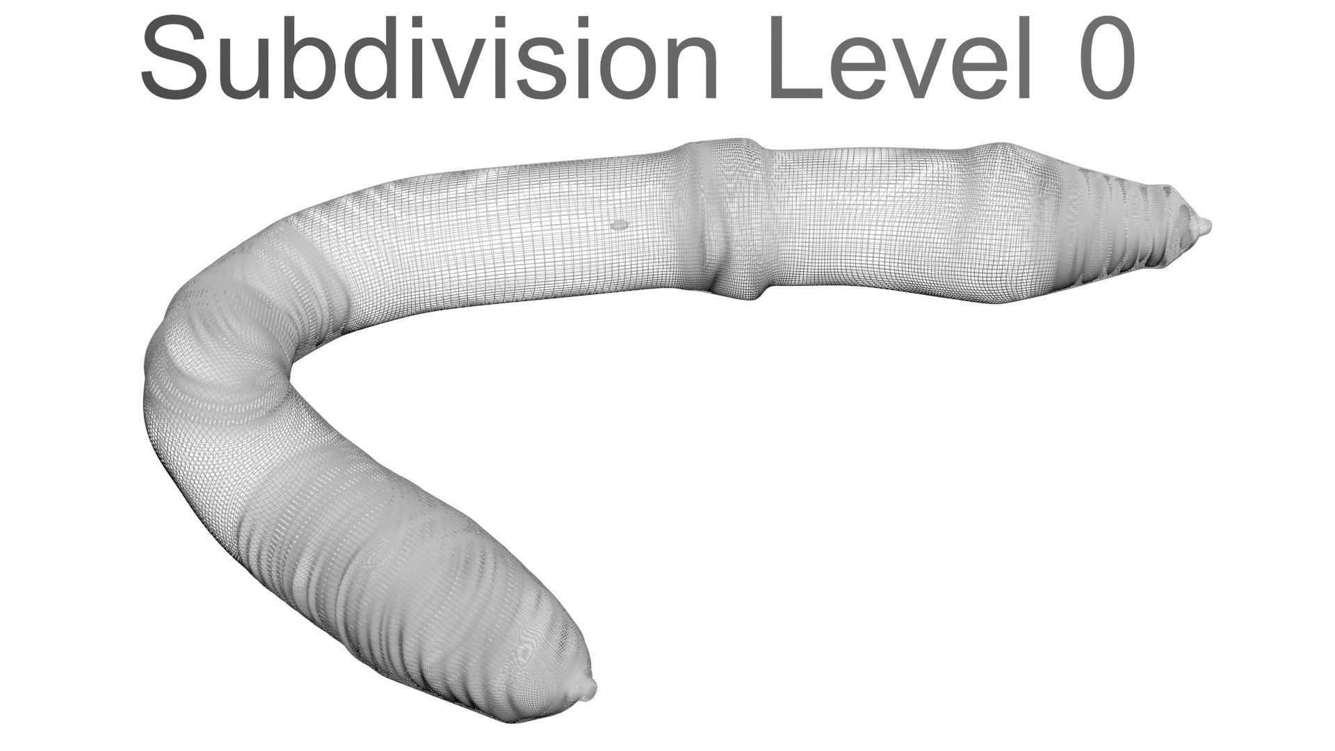 Earthworm 3D model_21