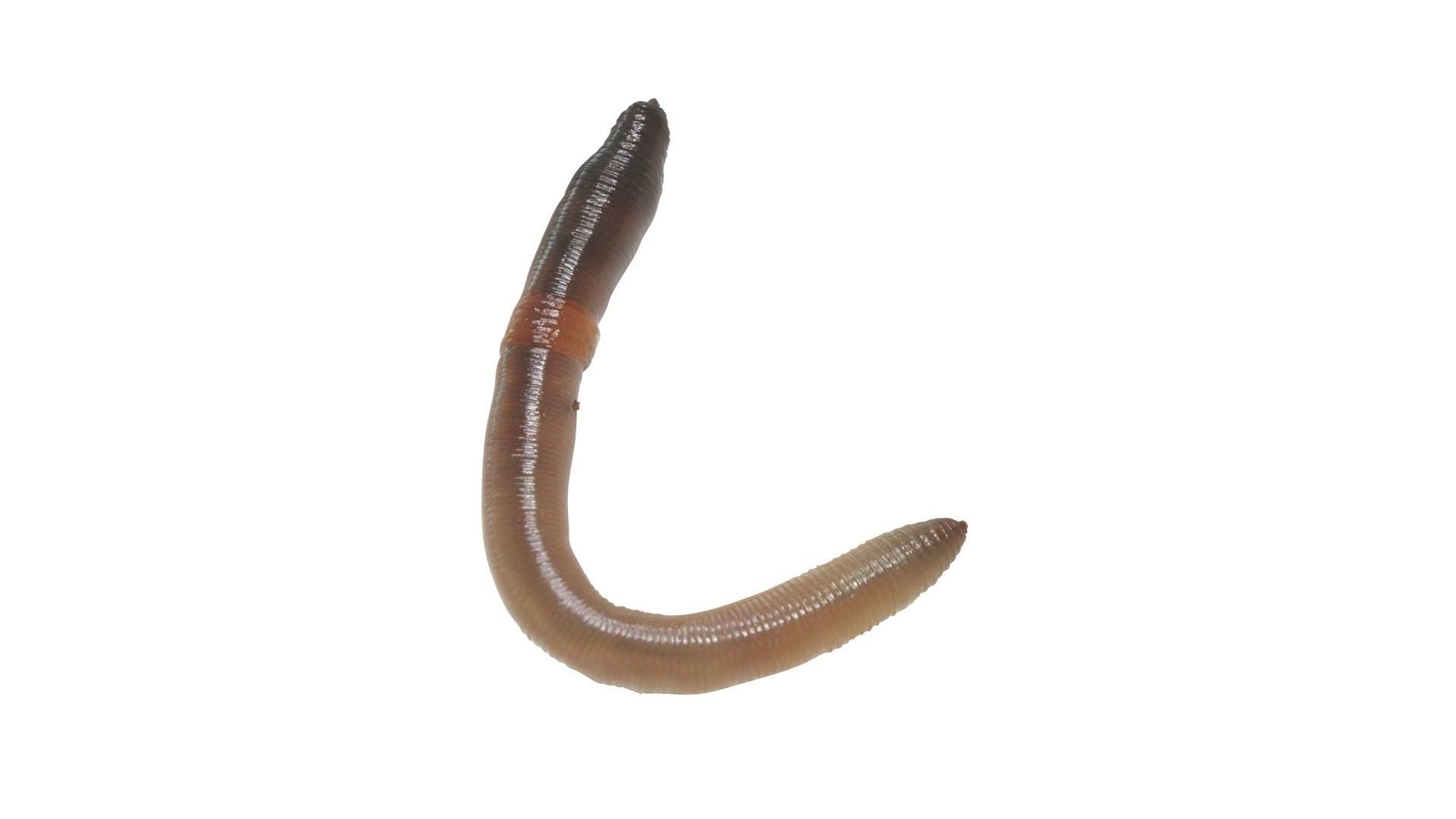 Earthworm 3D model_11