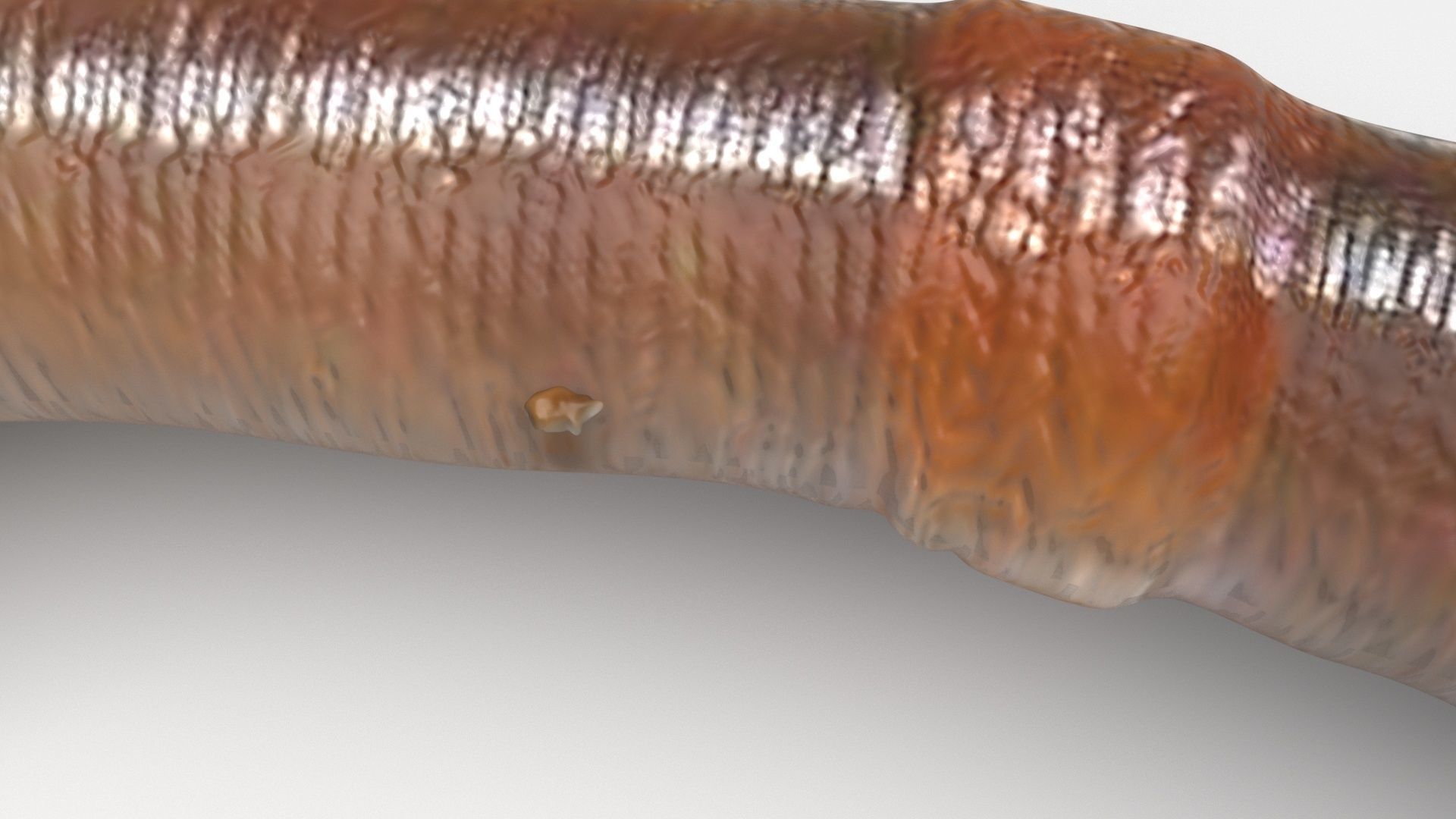 Earthworm 3D model_5