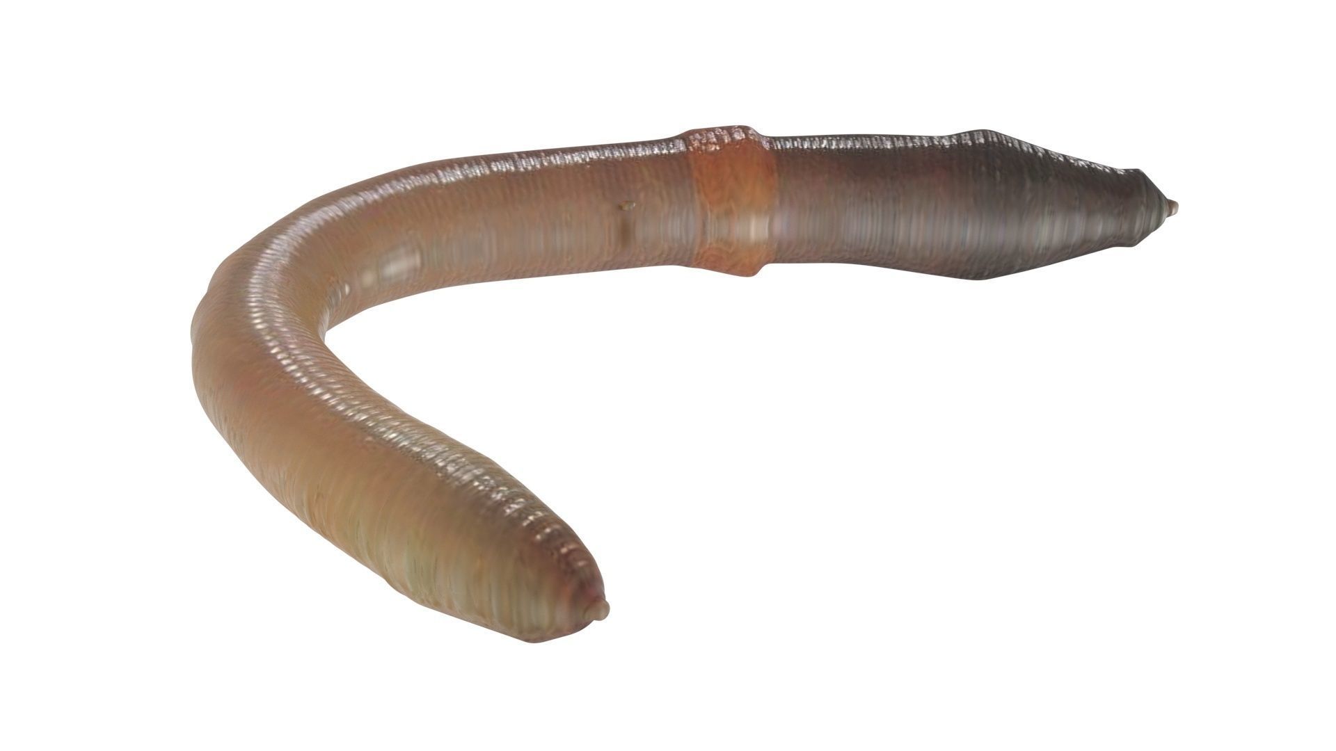 Earthworm 3D model_8