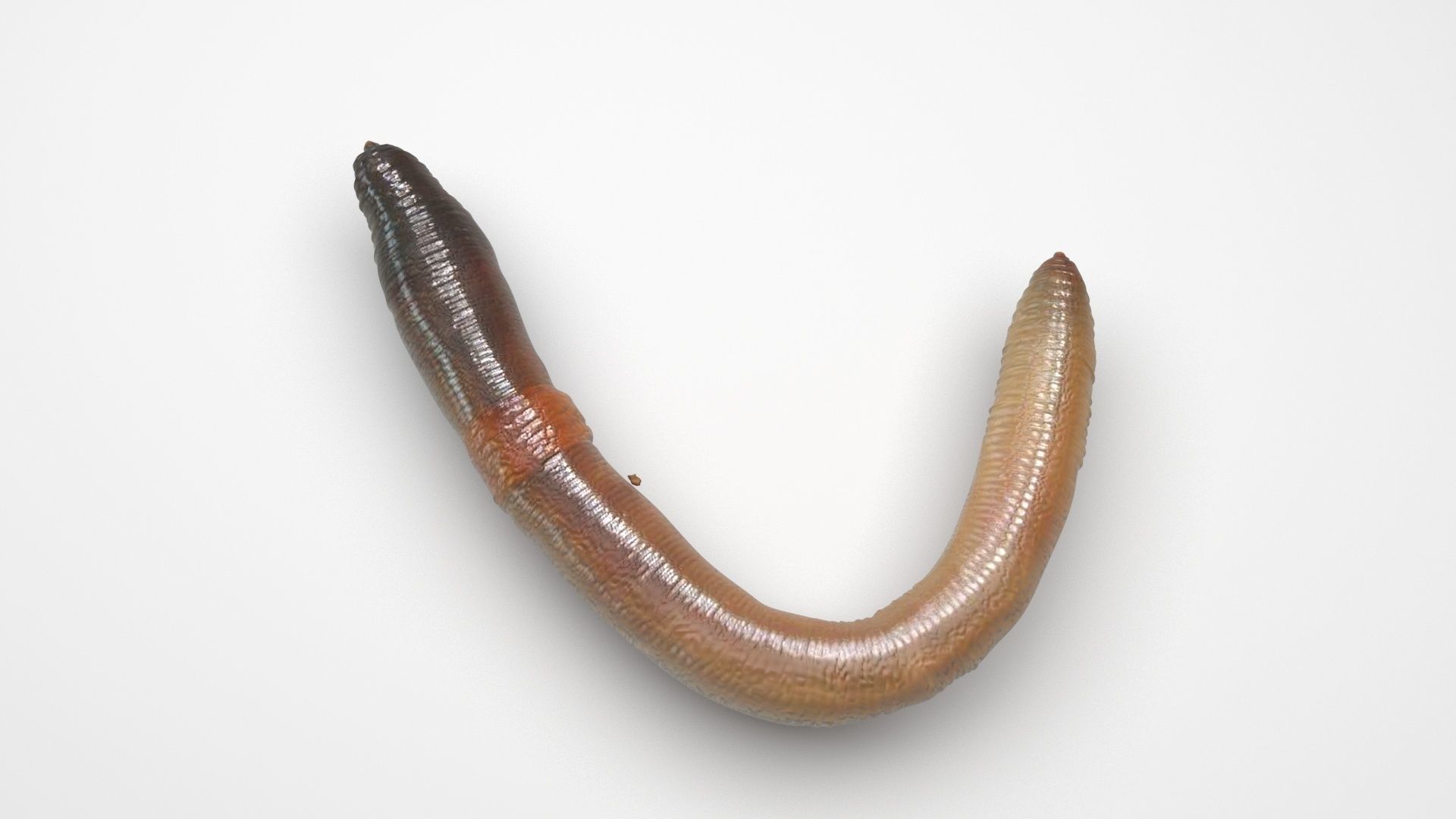 Earthworm 3D model_3