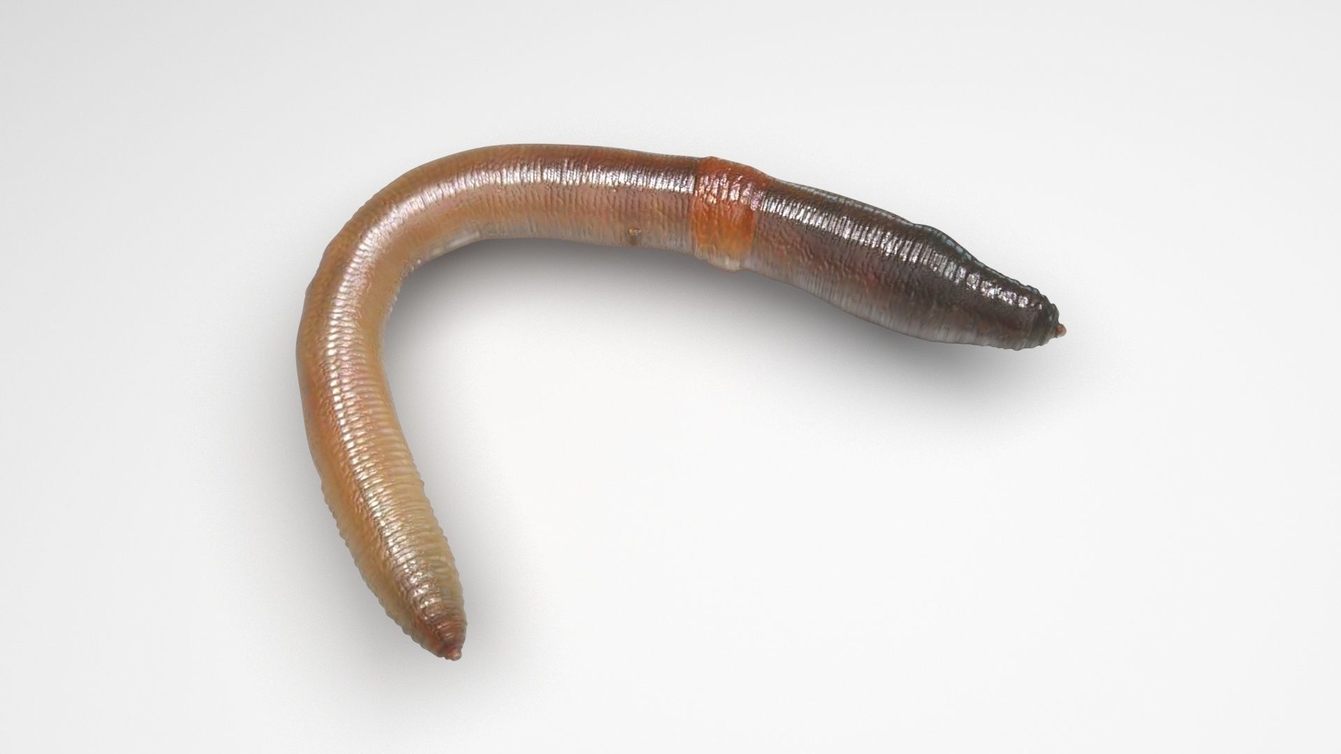 Earthworm 3D model_4