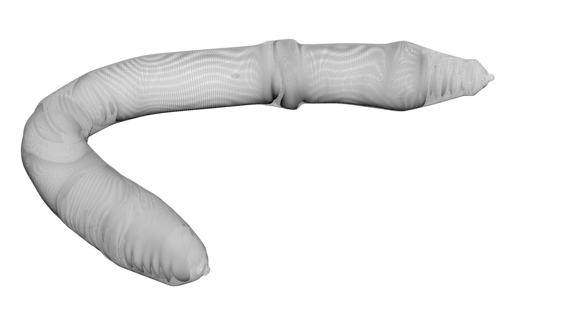 Earthworm 3D model_14