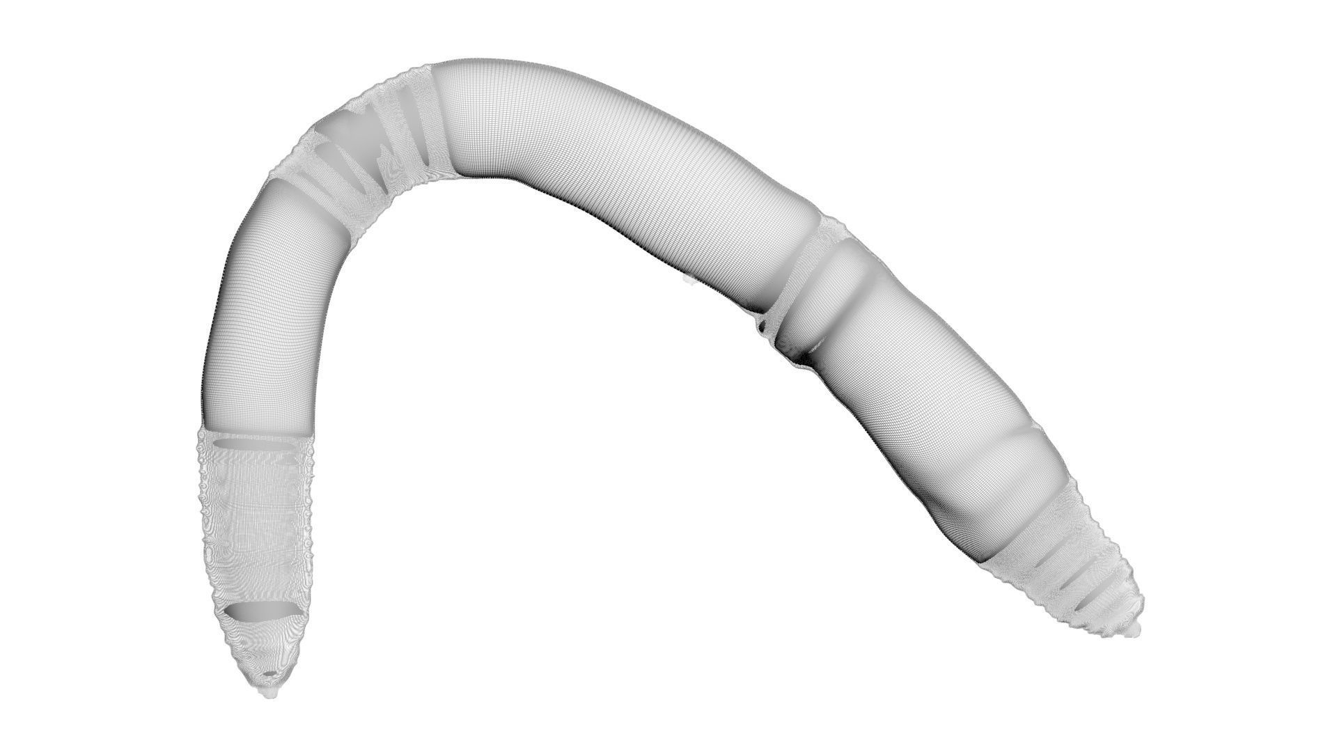 Earthworm 3D model_19