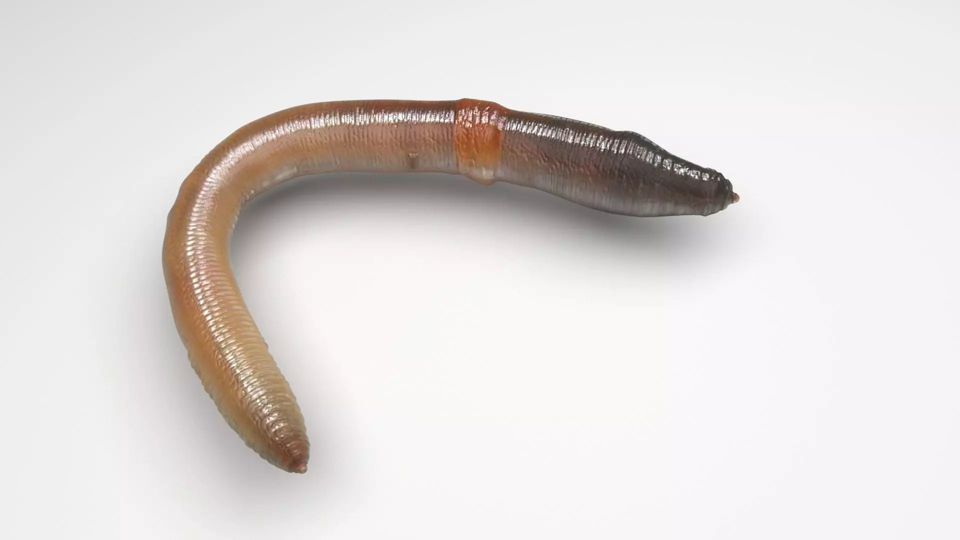 Earthworm 3D model_0