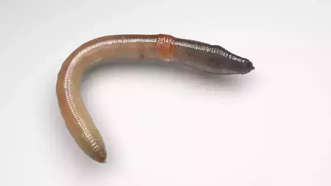 Earthworm 3D model