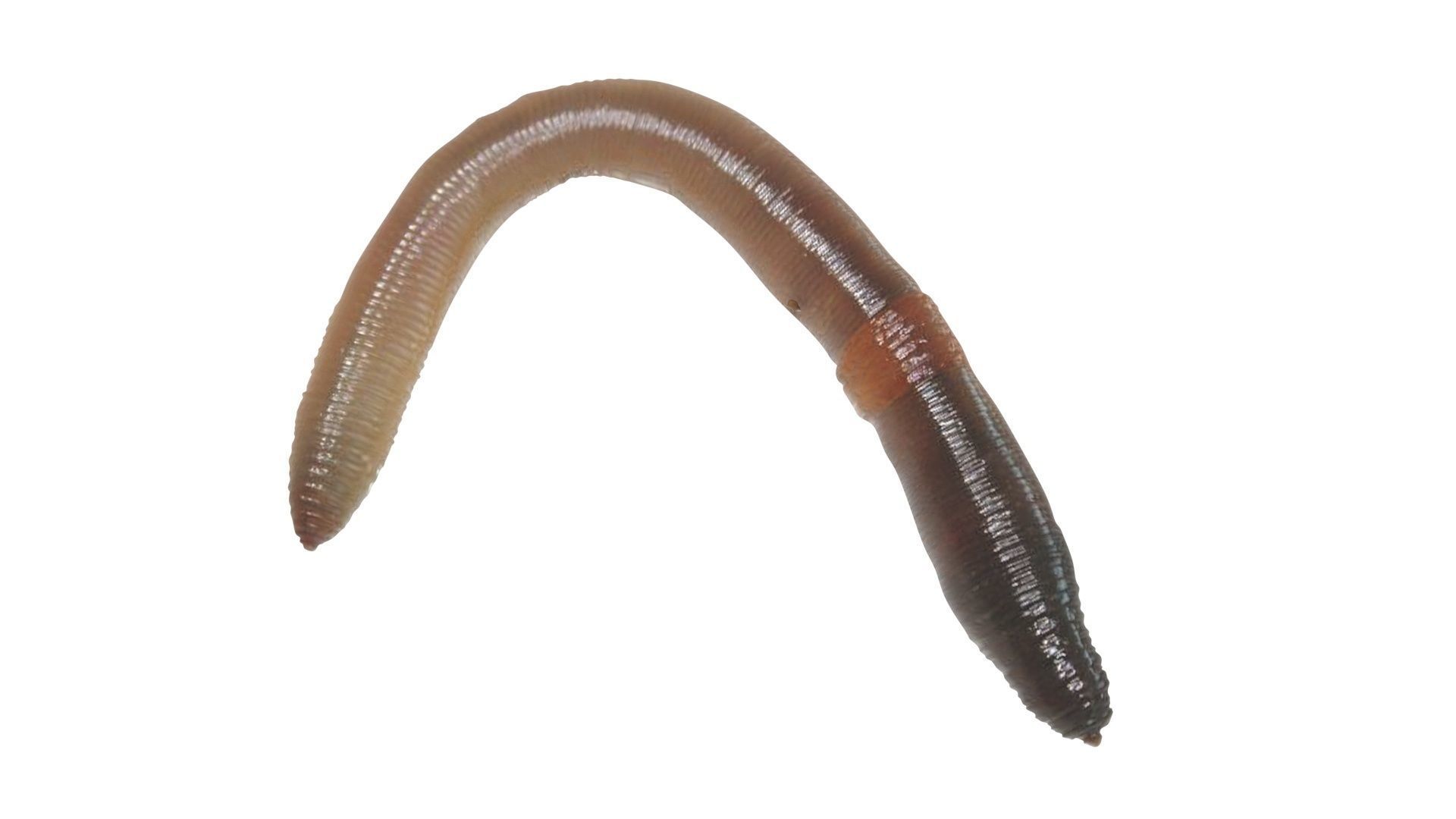 Earthworm 3D model_9