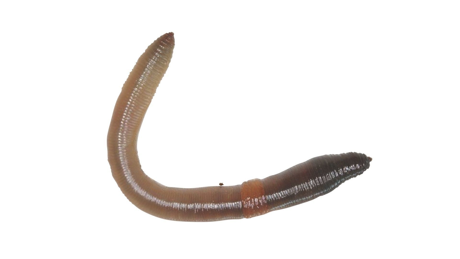 Earthworm 3D model_12
