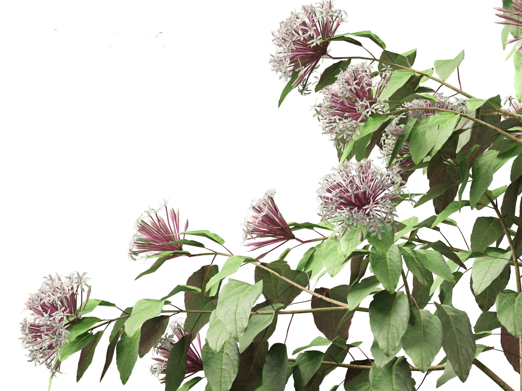 Clerodendrum quadriloculare - Starburst Shrub 3D model_2