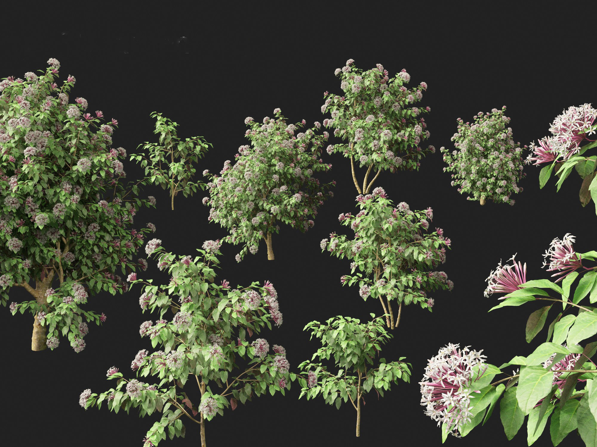 Clerodendrum quadriloculare - Starburst Shrub 3D model_1