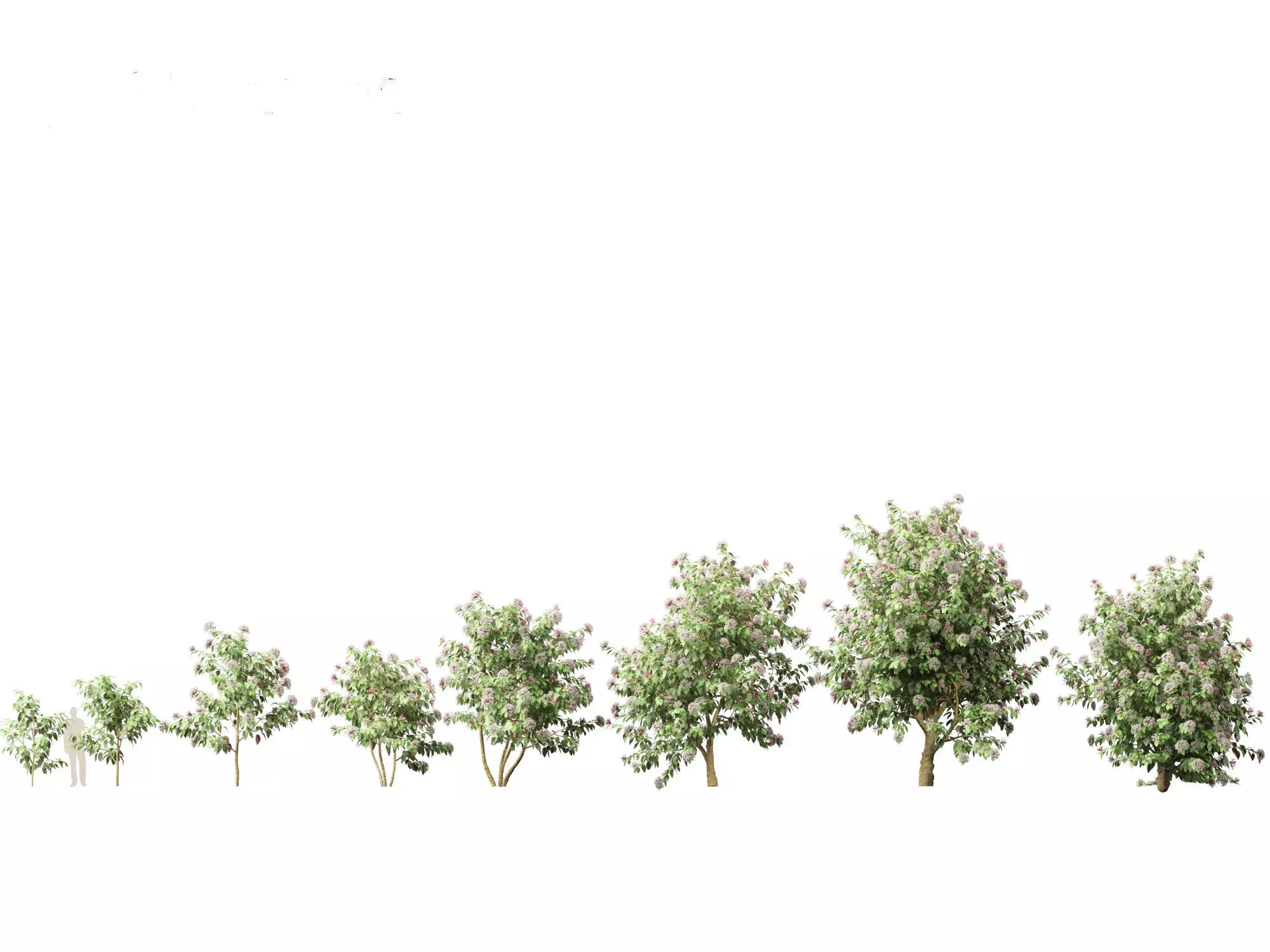 Clerodendrum quadriloculare - Starburst Shrub 3D model_0