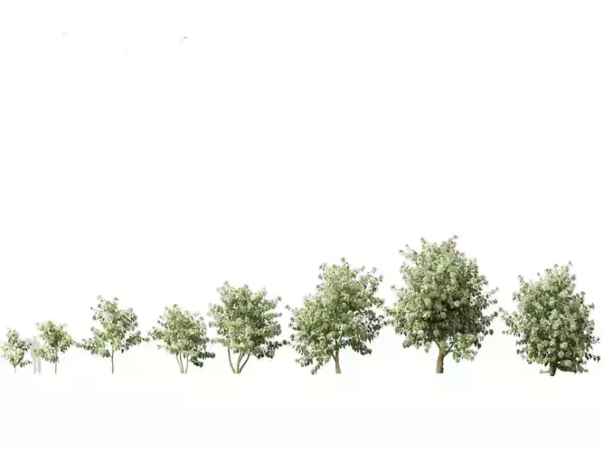 Clerodendrum quadriloculare - Starburst Shrub