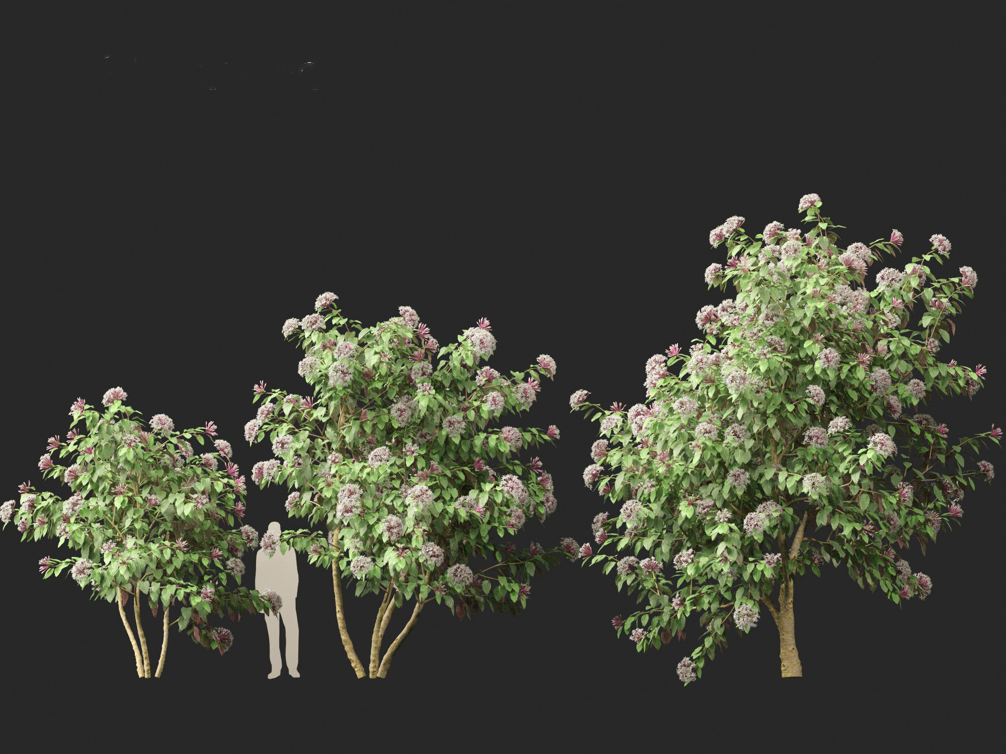 Clerodendrum quadriloculare - Starburst Shrub 3D model_8