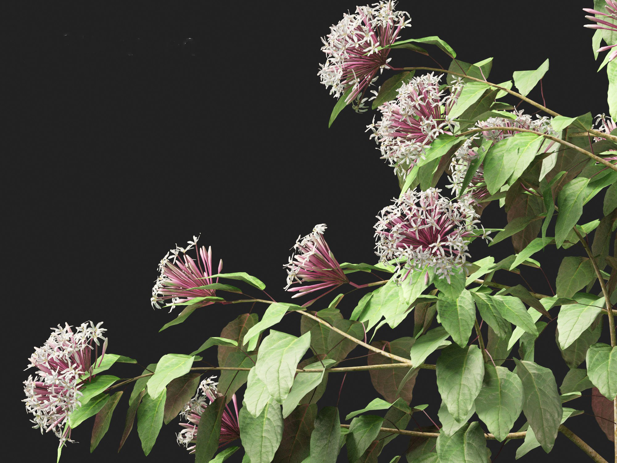 Clerodendrum quadriloculare - Starburst Shrub 3D model_3