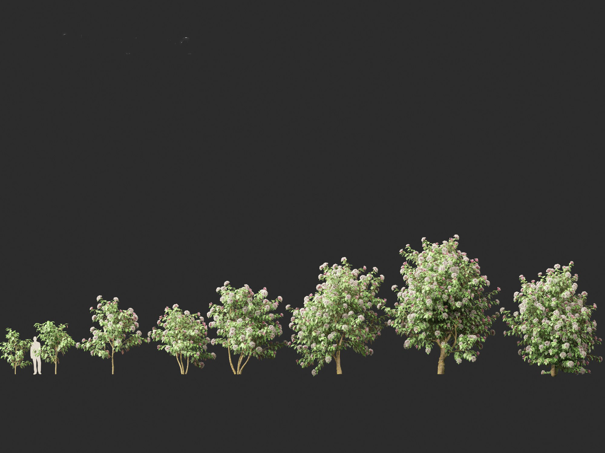 Clerodendrum quadriloculare - Starburst Shrub 3D model_4