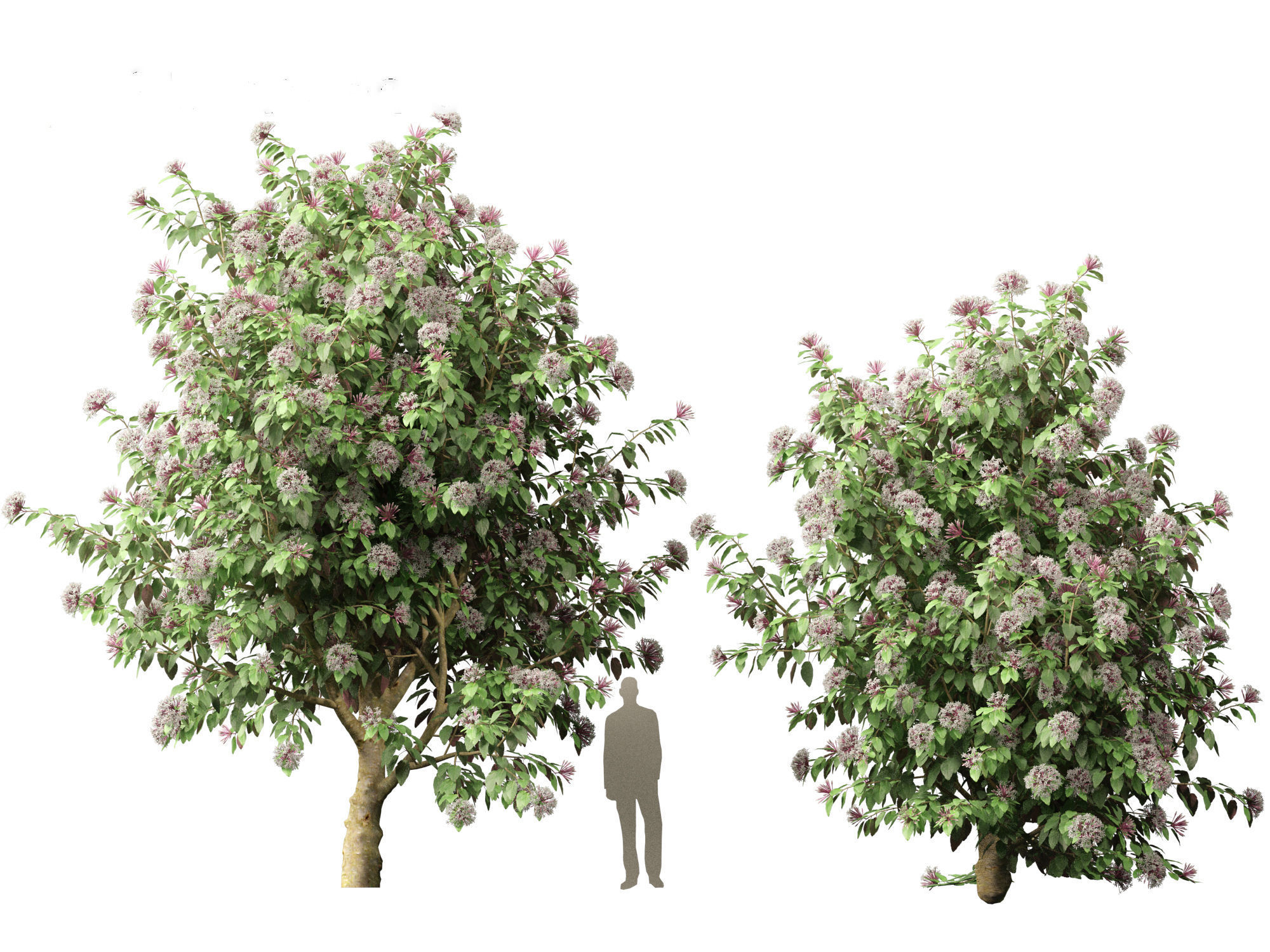 Clerodendrum quadriloculare - Starburst Shrub 3D model_9