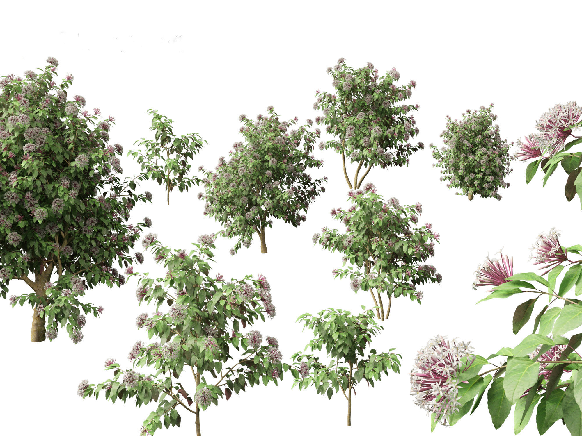 Clerodendrum quadriloculare - Starburst Shrub 3D model_11