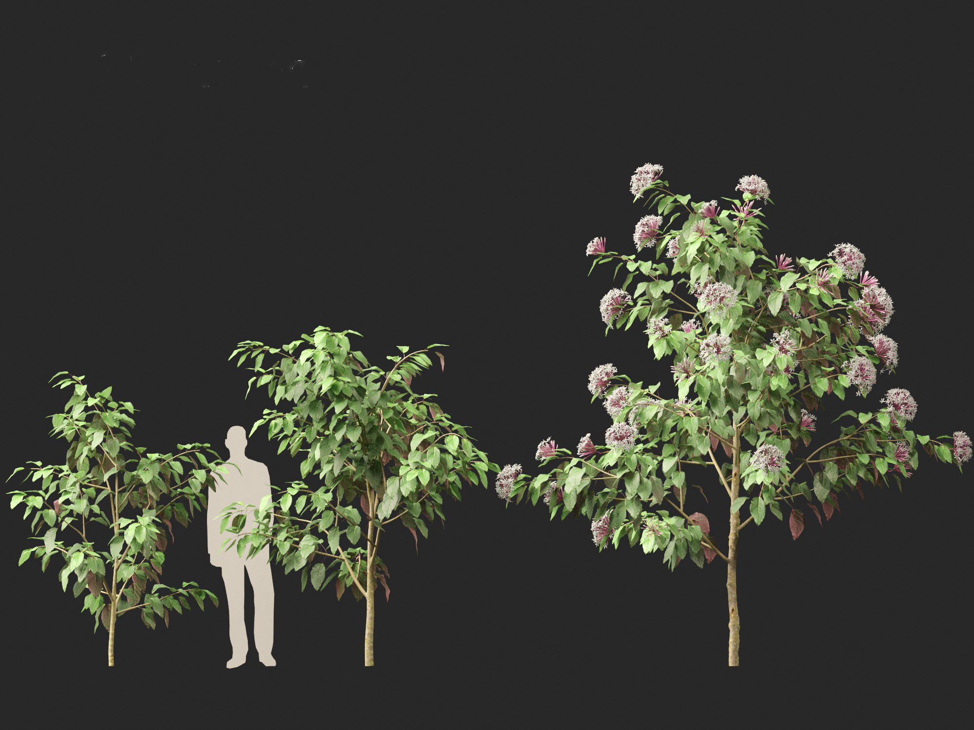 Clerodendrum quadriloculare - Starburst Shrub 3D model_6