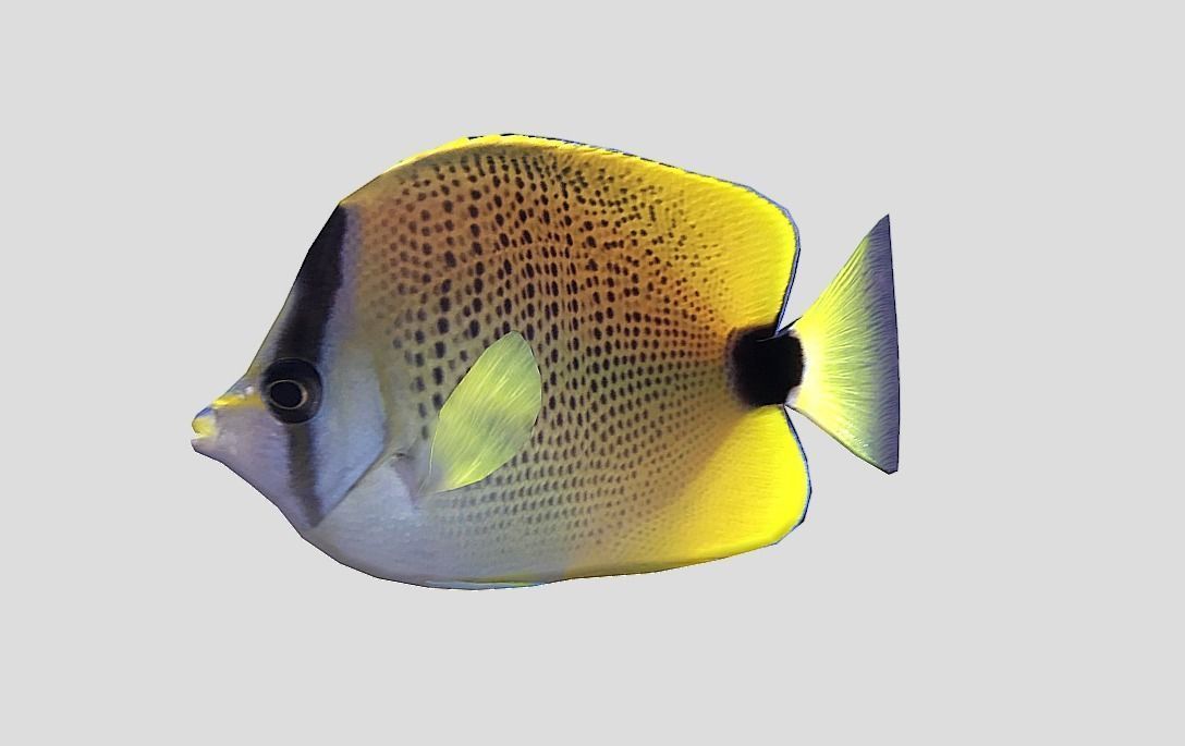 Millet Butterflyfish Realistic Animated Low-poly 3D model_4