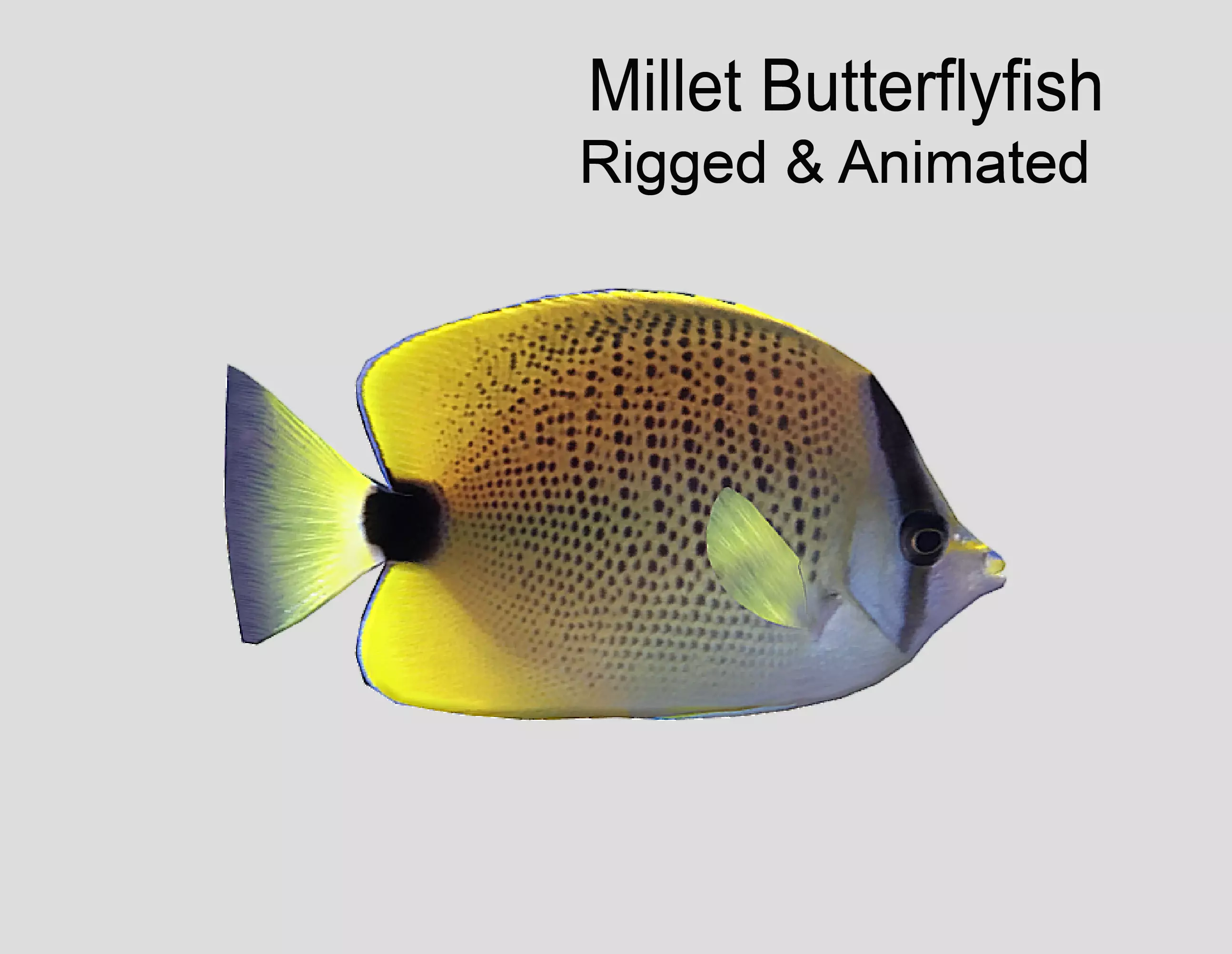 Millet Butterflyfish Realistic Animated Low-poly 3D model_0