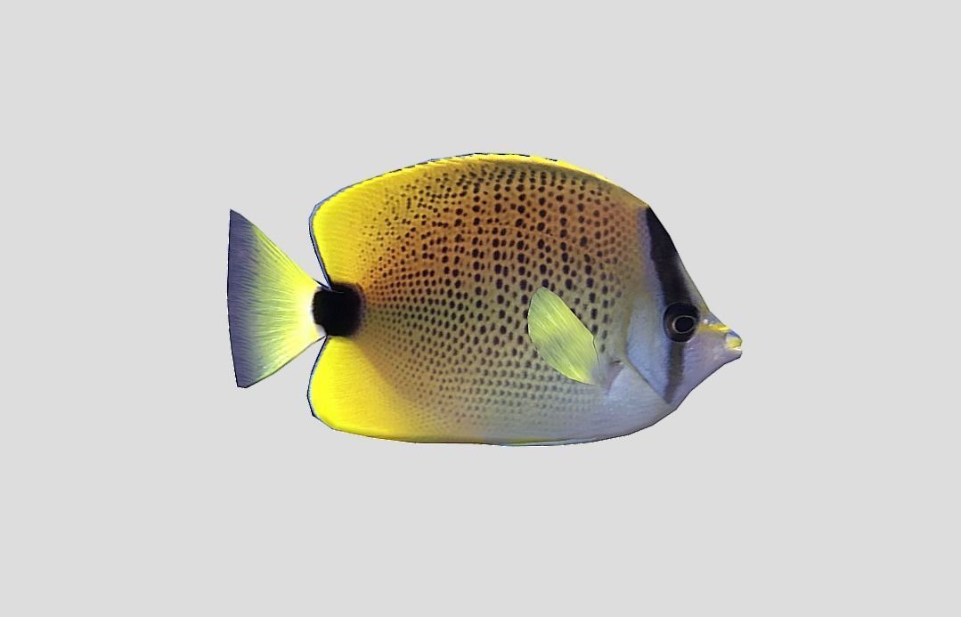 Millet Butterflyfish Realistic Animated Low-poly 3D model_6