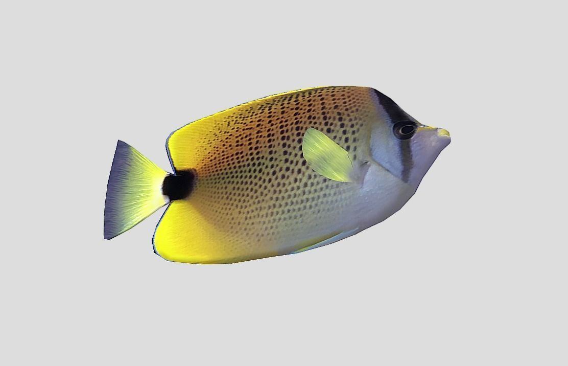 Millet Butterflyfish Realistic Animated Low-poly 3D model_8