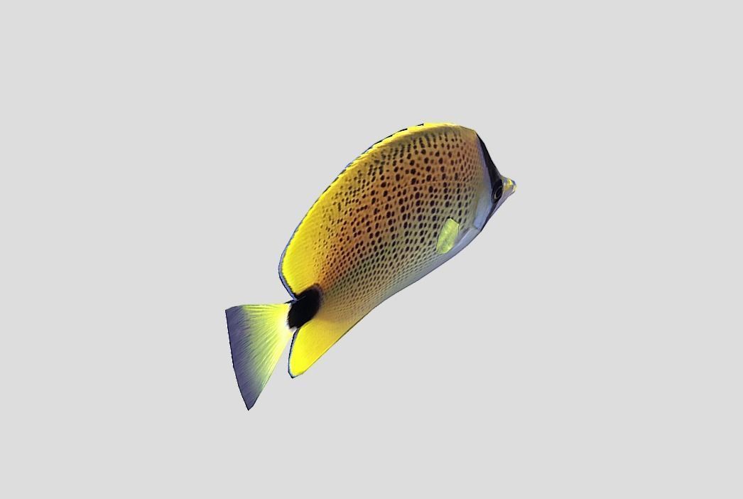 Millet Butterflyfish Realistic Animated Low-poly 3D model_10