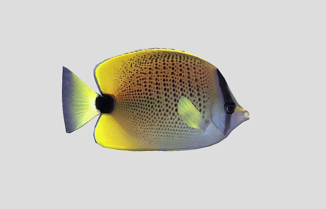 Millet Butterflyfish Realistic Animated Low-poly 3D model_11