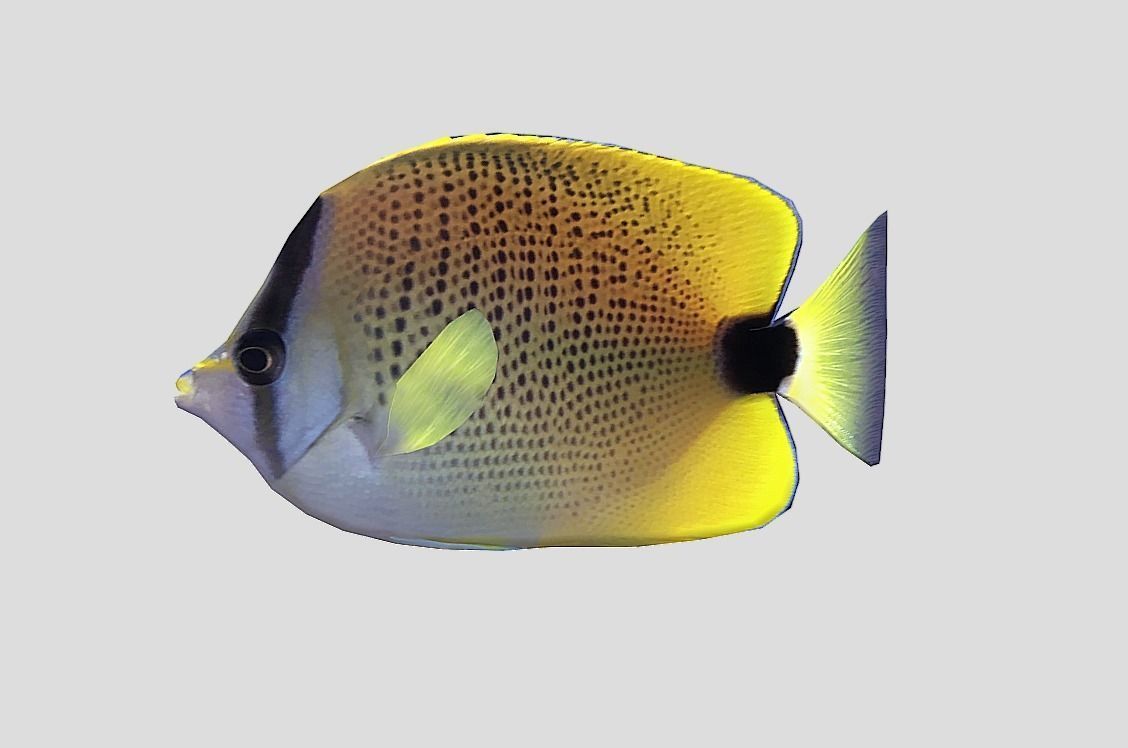 Millet Butterflyfish Realistic Animated Low-poly 3D model_7