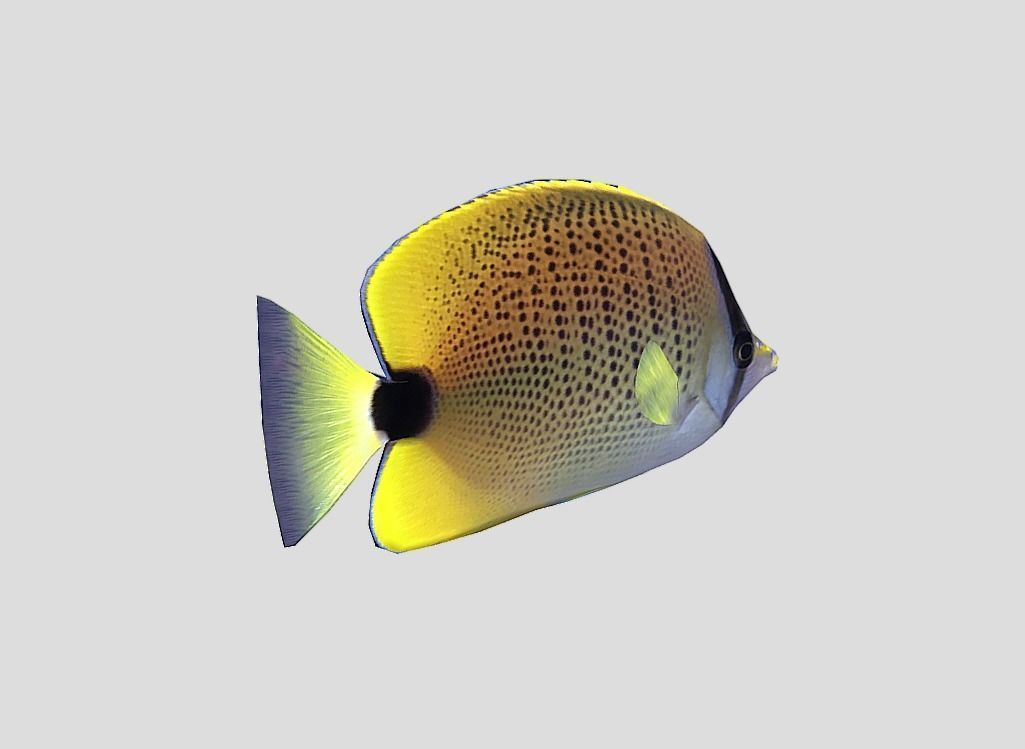 Millet Butterflyfish Realistic Animated Low-poly 3D model_9