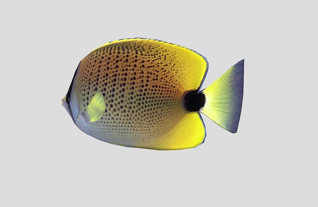 Millet Butterflyfish Realistic Animated Low-poly 3D model_5