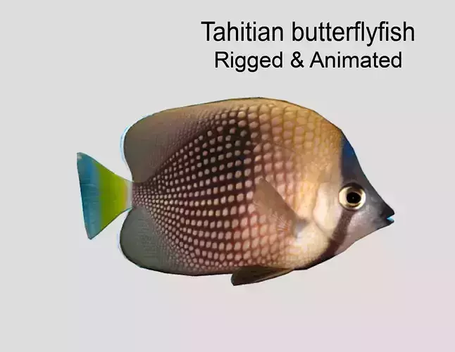 Tahitian butterflyfish Realistic Animated Low-poly 3D model